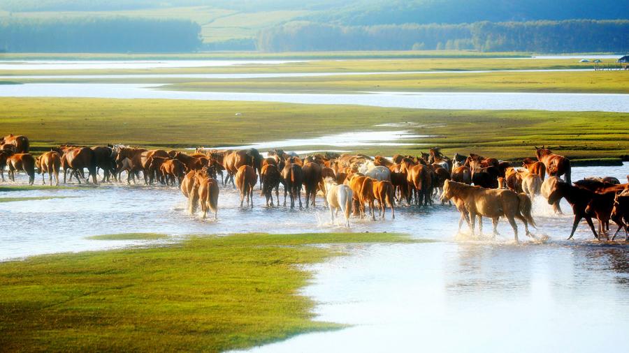 仲夏，來呼倫貝爾清涼一夏