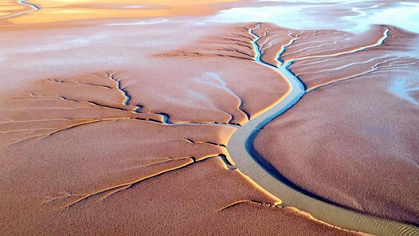 黃河入海口現(xiàn)壯美“潮汐樹(shù)”