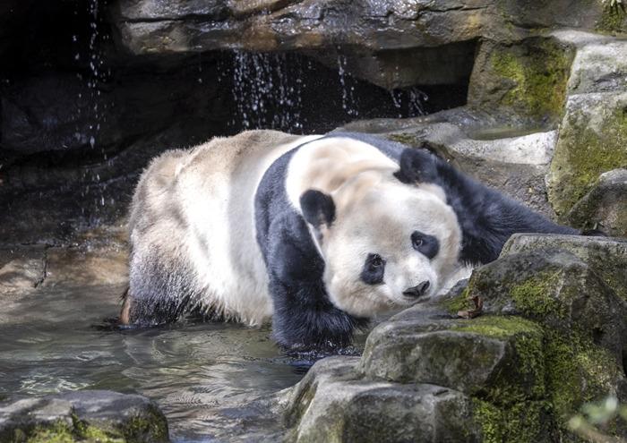 大熊貓享受春日暖陽(yáng)