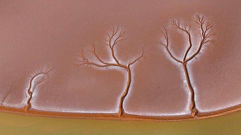 黃河入海口濕地現(xiàn)“潮汐樹”景觀