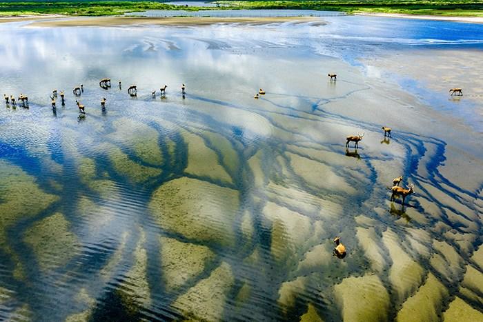 江蘇東臺條子泥濕地風光美如畫