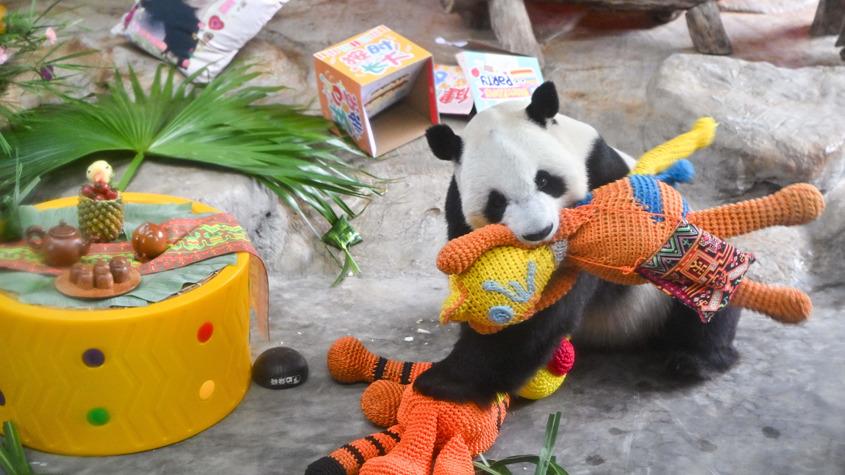 大熊貓兄弟慶十二周歲生日