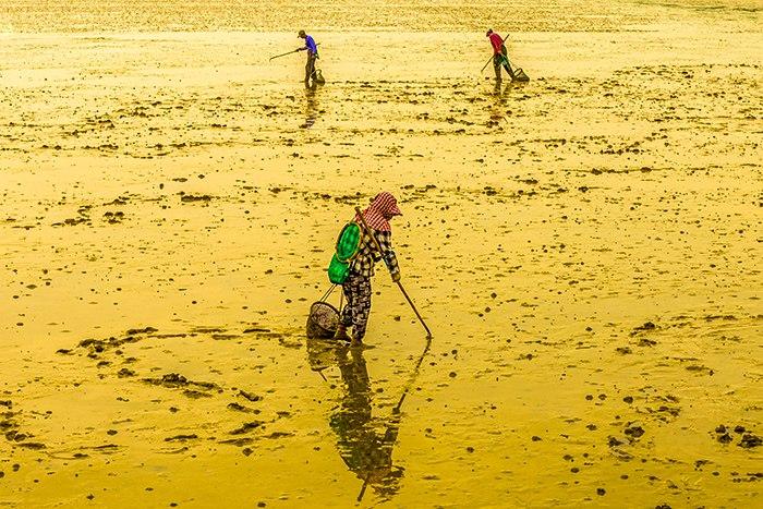 漁民退潮采拾海產品如行畫中