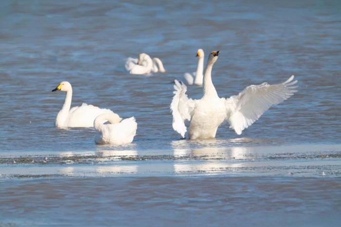 秋日的科爾沁濕地公園：候鳥棲息游弋
