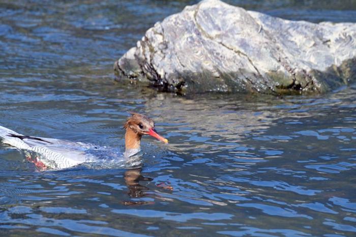 “鳥中大熊貓”中華秋沙鴨返閩北越冬