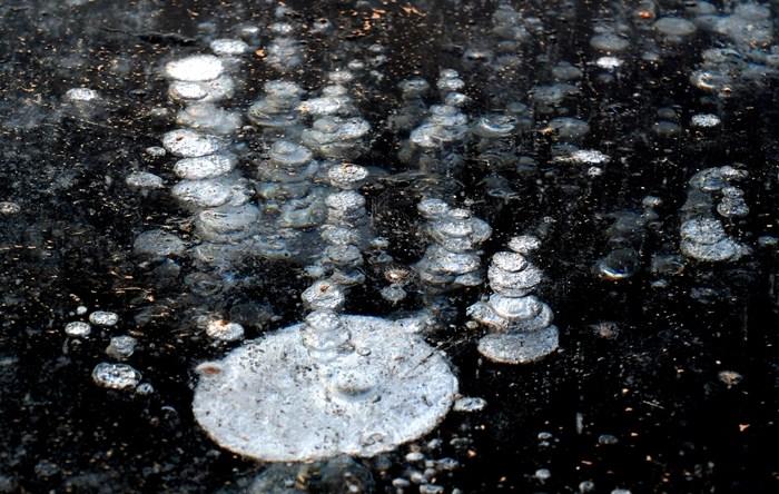 遼寧沈陽：東陵荷花湖出現(xiàn)“冰泡”奇觀