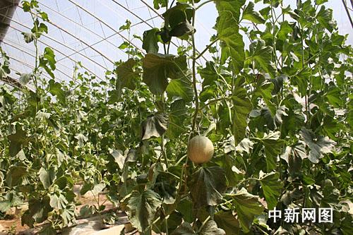 ������˹�����M(j��n)�ǽ����˻@�ӡ�������׌������ϡ����Ĳˡ����D��ʮ���B���l(xi��ng)�����(n��i)�ľGɫ�ЙC(j��)�߲���