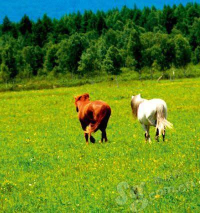 ���p�䌦���E�R