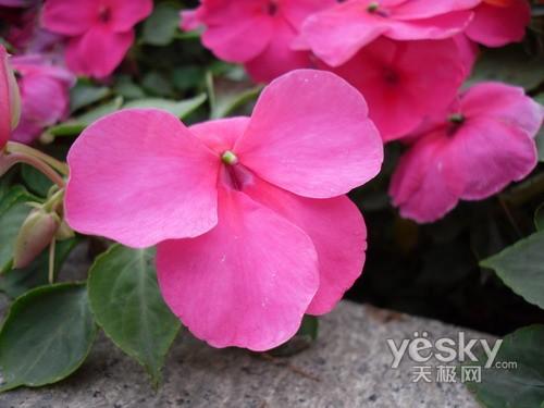 ̫��С��ƽ����� �����L�����a���C���]