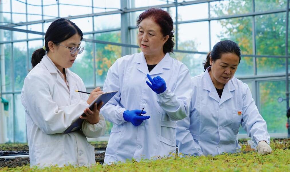 青海林業專家張錦梅