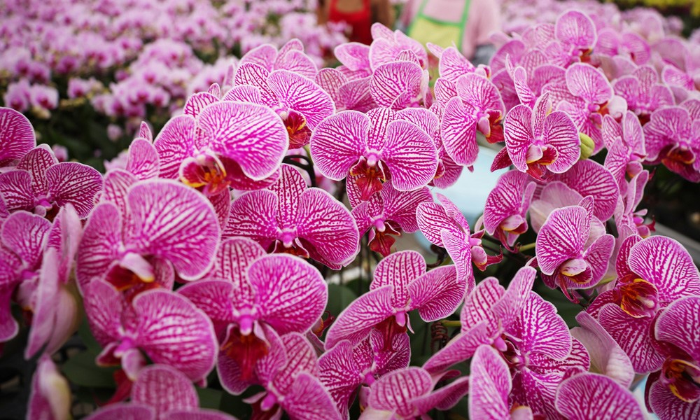 走進(jìn)江蘇宿遷鏡觀(guān)蝴蝶蘭開(kāi)出鄉(xiāng)村振興“致富花”