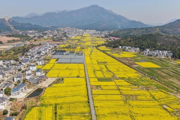 航拍江西廬山腳下金色油菜花開(kāi)美如畫(huà)