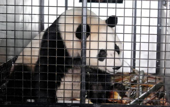 大熊貓“荷風”“蘭韻”啟程赴奧地利旅居