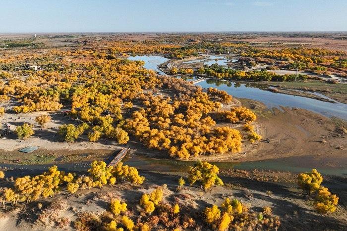 內蒙古額濟納：金黃林海與碧空流水共繪秋景